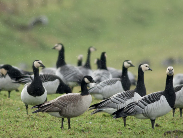 birdwatching peclive planovani