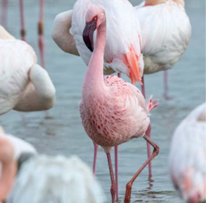 birdwatching plamenak maly