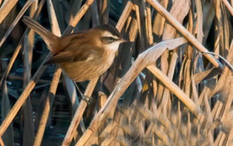 birdwatching rakosnik tamaryskovy