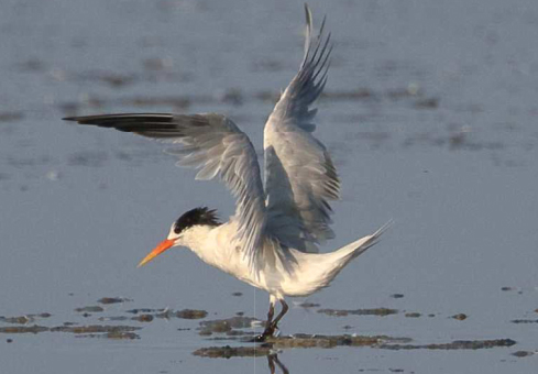 birdwatching rybak zapadni