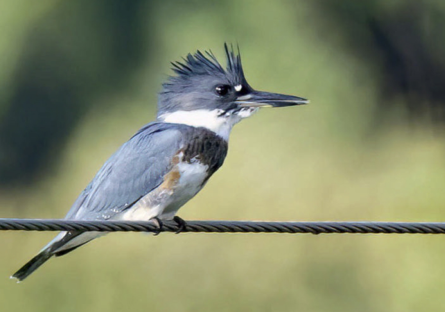 birdwatching rybarik pruhoprsy wp 23