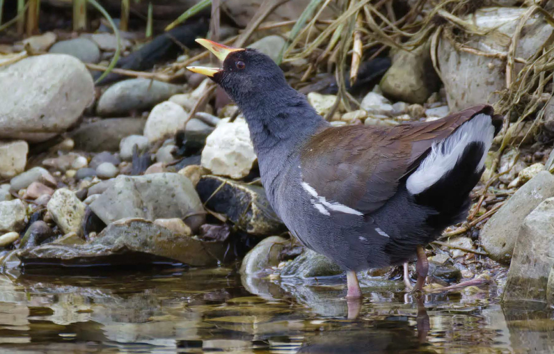 birdwatching slipka drobna duben