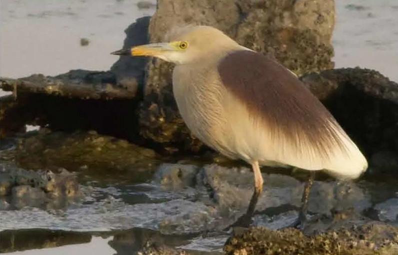 birdwatching slipka hnedohrbeta duben
