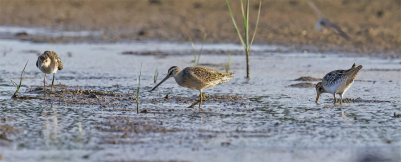 birdwatching slukovec kratkozoby