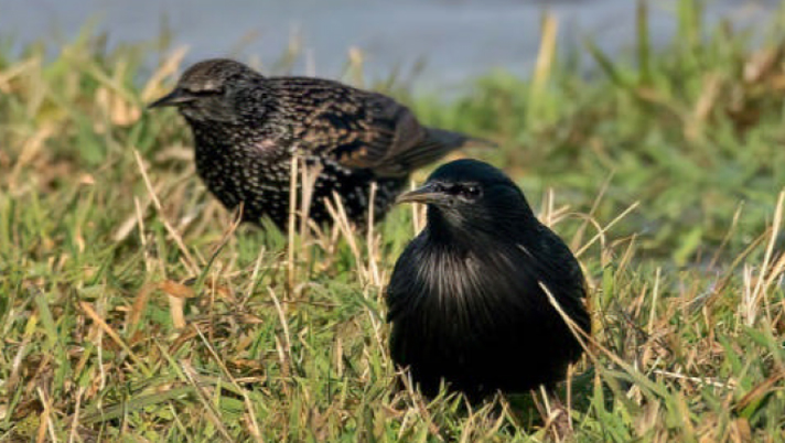 birdwatching spacek cerny24