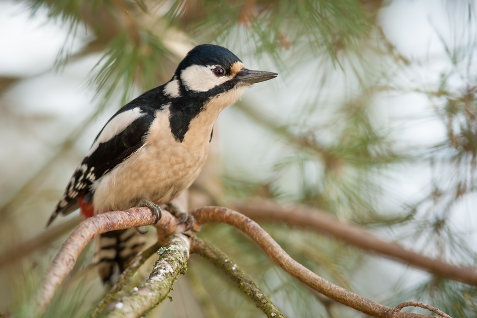 birdwatching starkapud