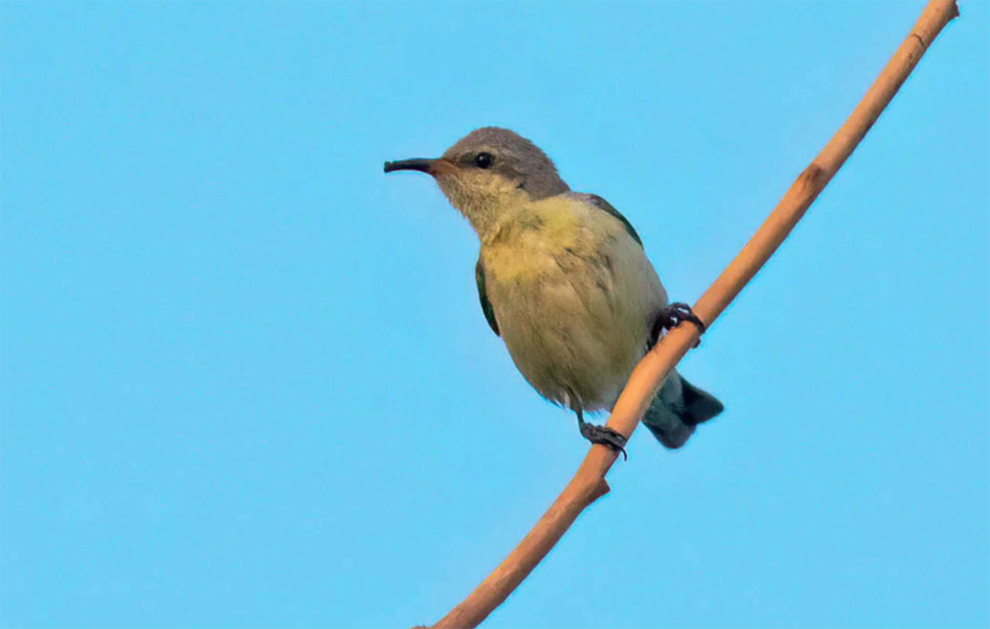 birdwatching strdimil fialovy 23