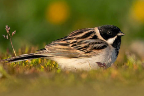 birdwatching strnad.tundrovy