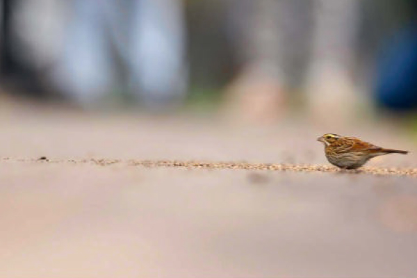 birdwatching strnad zlatobrvy