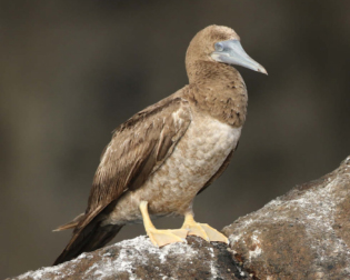 birdwatching terej zlotozoby