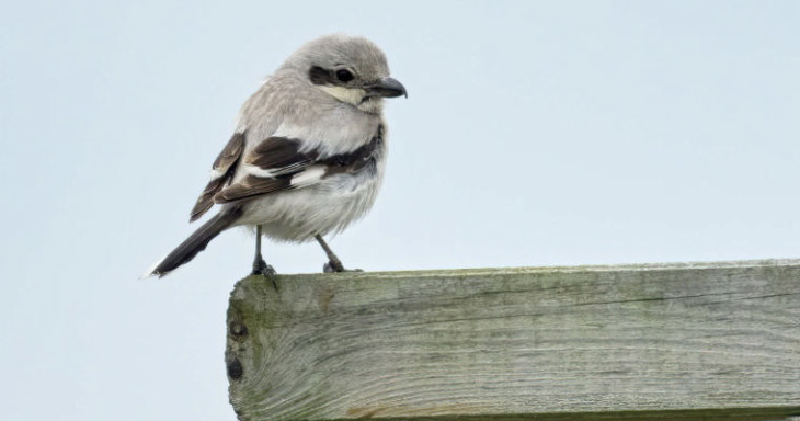 birdwatching tuhyk sedy wp