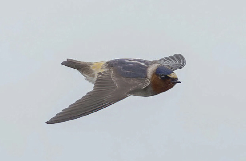 birdwatching vlastovka pestra