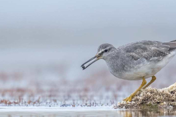 birdwatching vodous ricni