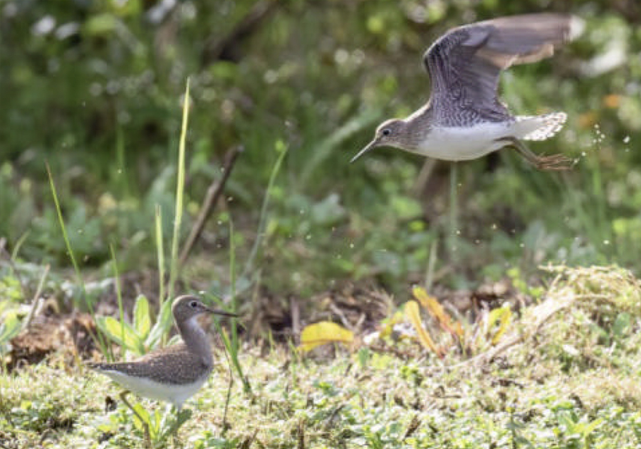 birdwatching vodous wilsonuv wp 23