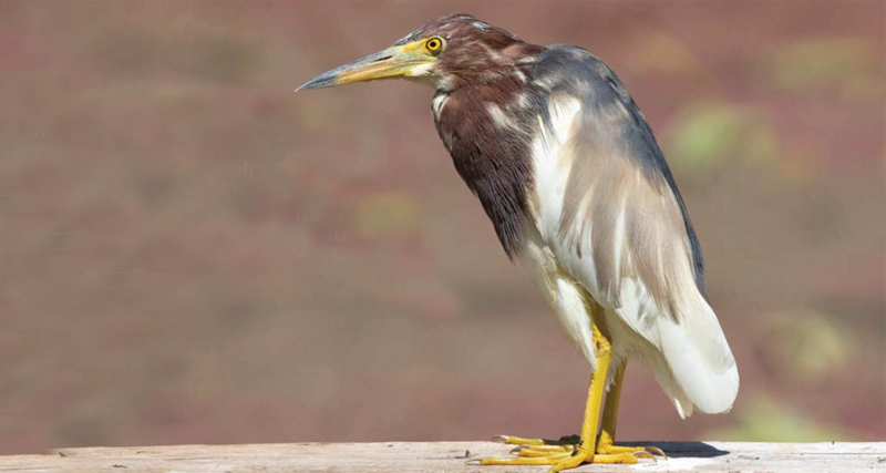 birdwatching volavka cinska