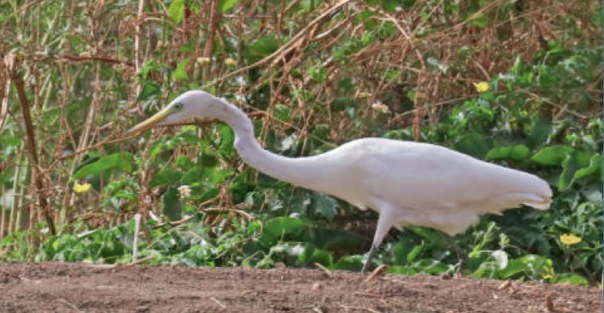 birdwatching volavka susaharska