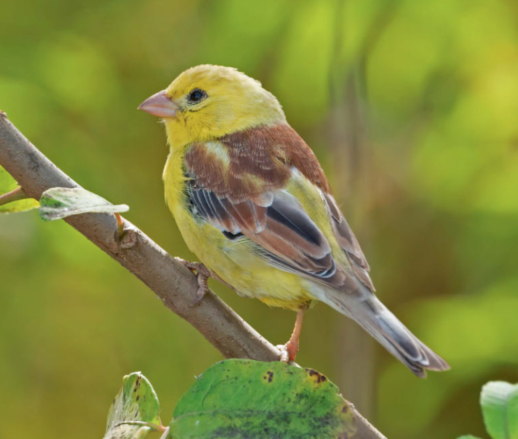 birdwatching vrabec zlaty