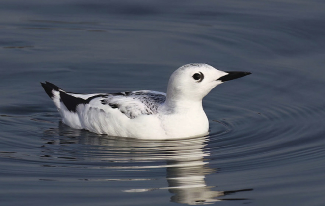 birdwatching wp alkoun obecny