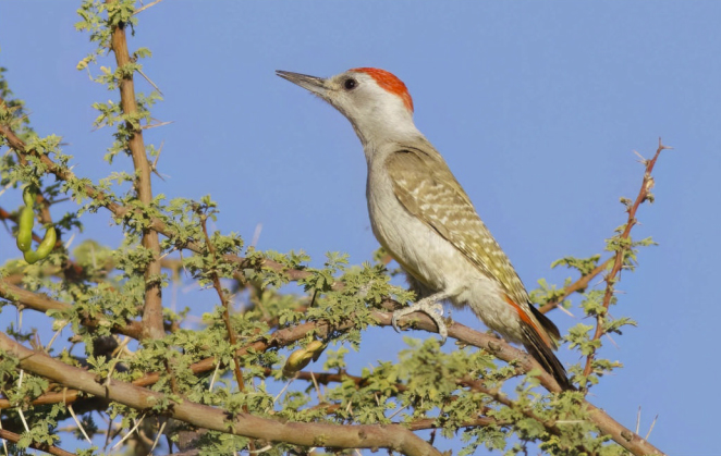 birdwatching wp datel sedoprsy