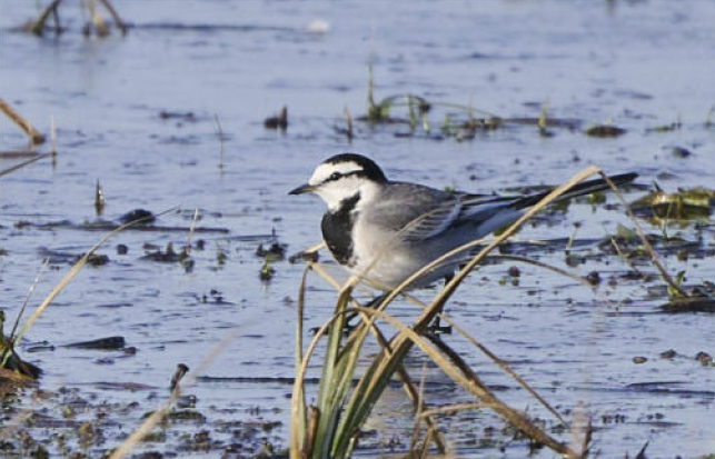 birdwatching wp konipas bily