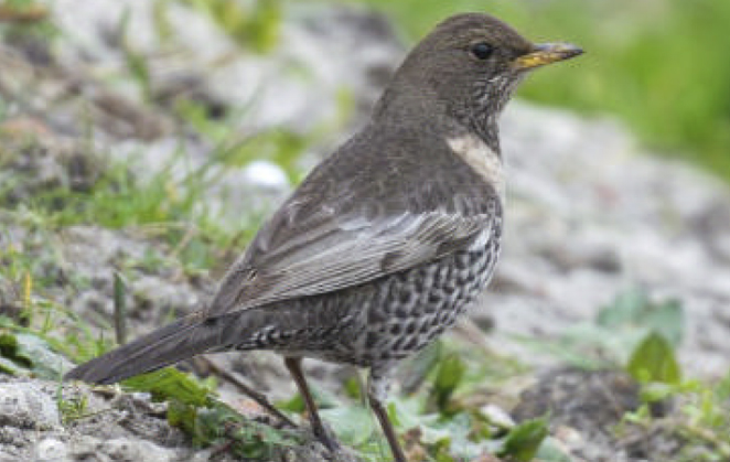 birdwatching wp kos horsky