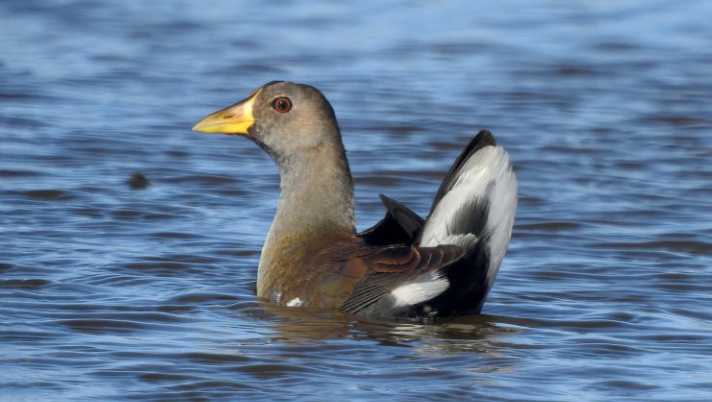 birdwatching wp leden 24 slipka