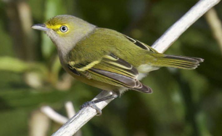 birdwatching wp lesnacek belooky