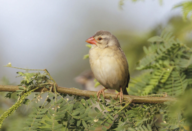 birdwatching wp snovac rudohrdly