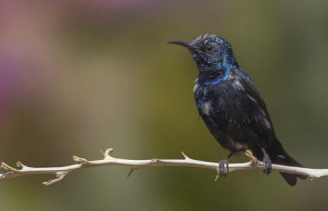 birdwatching wp strdimil fialovy