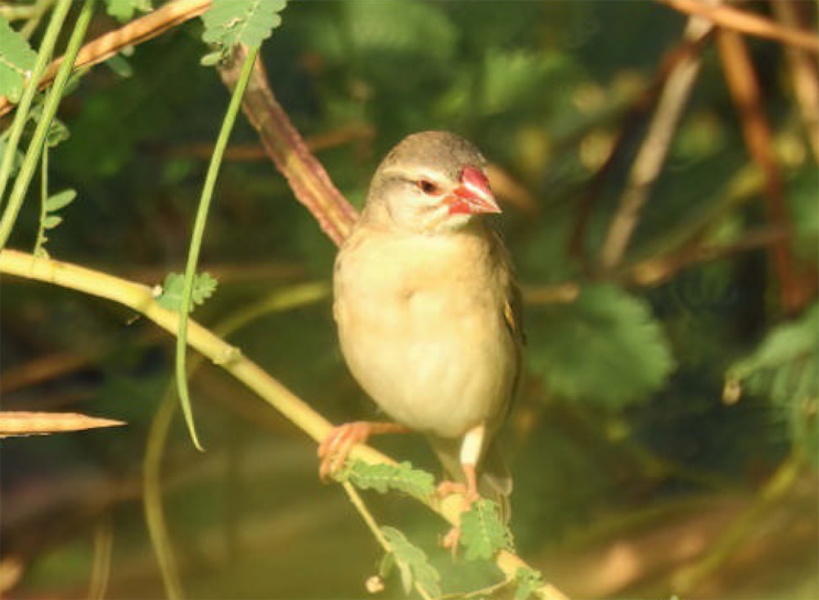 birdwatchinh snovac rudozoby