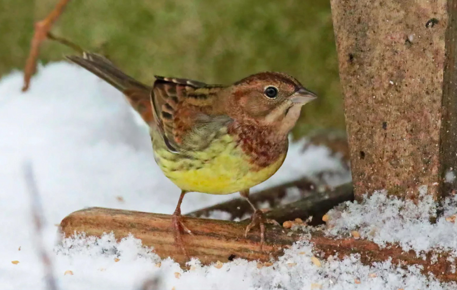 birwatching strnad rezavy 23