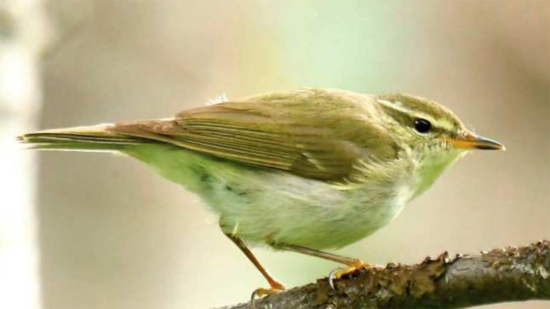 budnicek kamcatsky Birdwatching