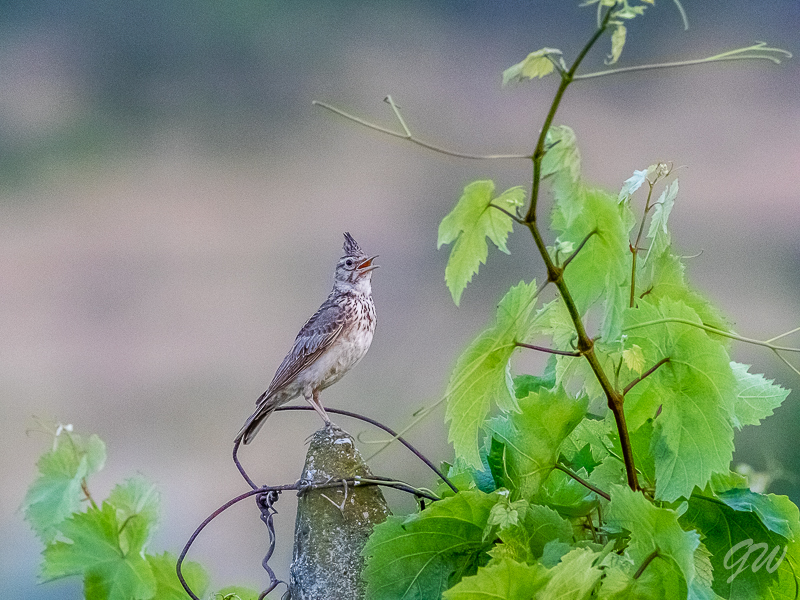 Bulgaria 2017 41 of 145