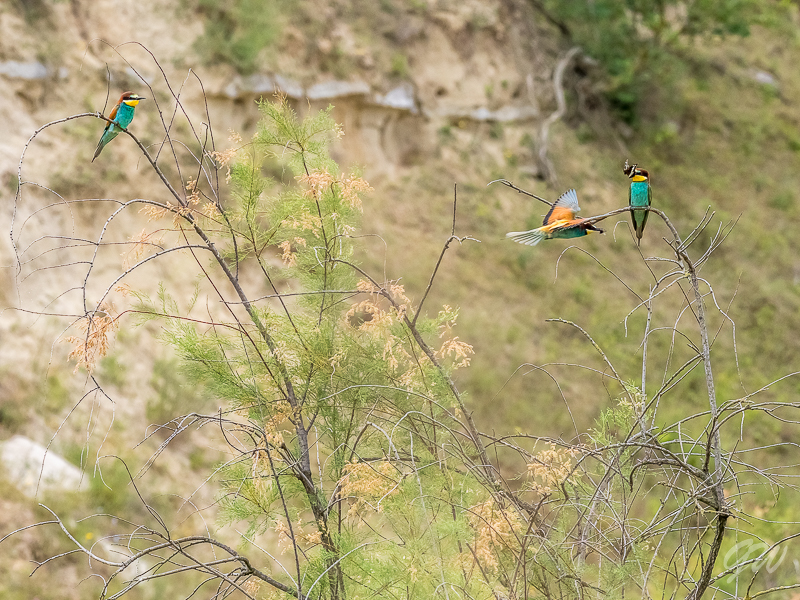 Bulgaria 2017 81 of 145