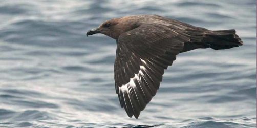 chaluha antarktická birdwatching