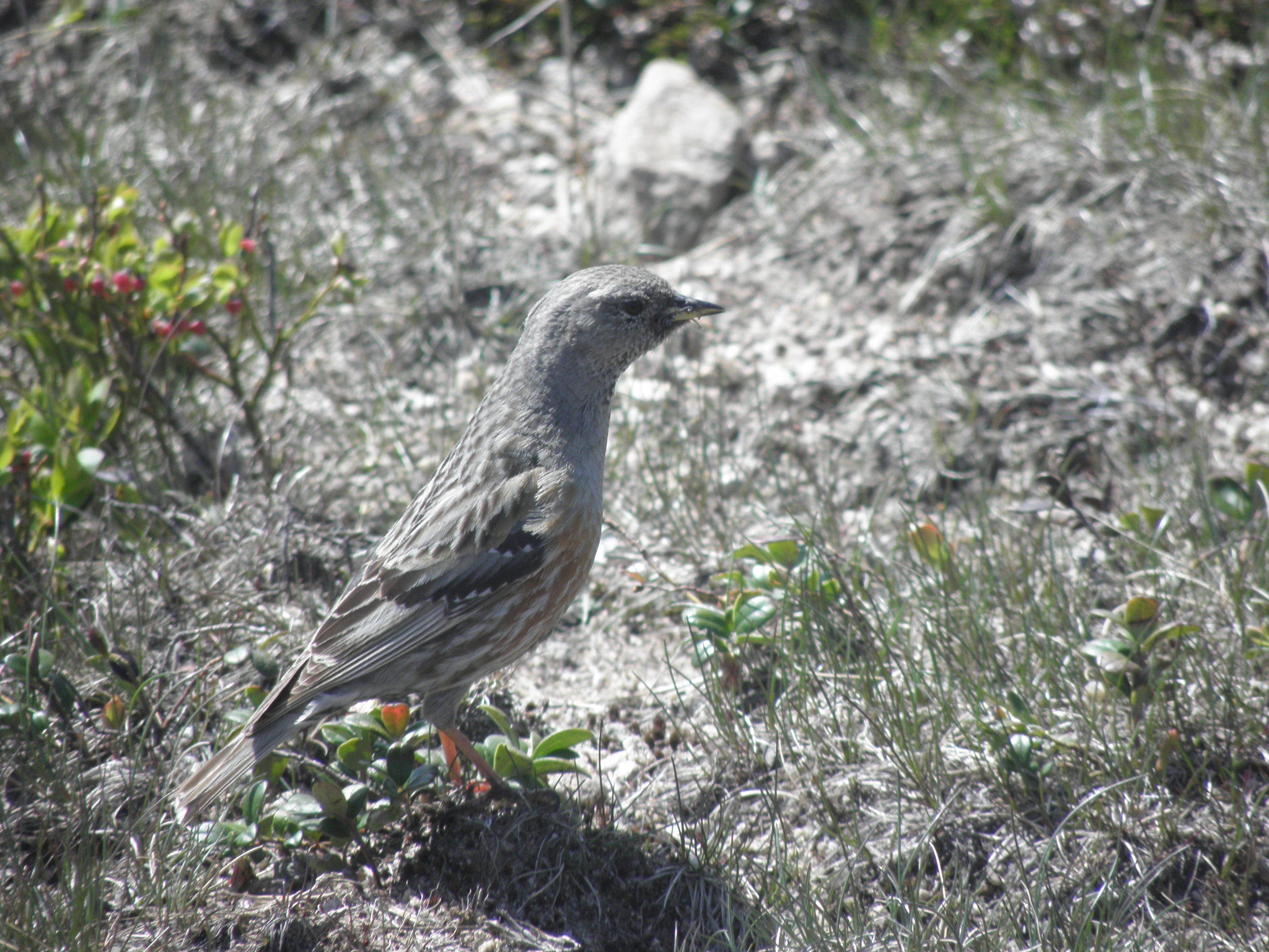 P6070049