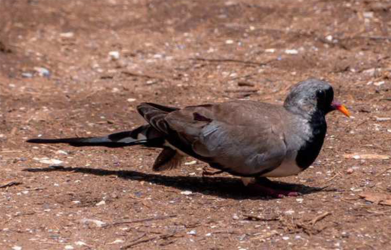 hrdlicka kapska birdwatching