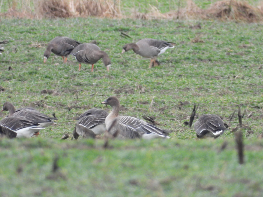 husa kratkozoba birdwatching.cz