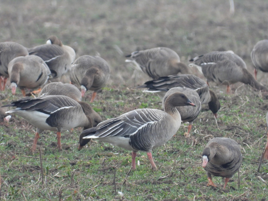 husa kratkozoba birdwatching 2022