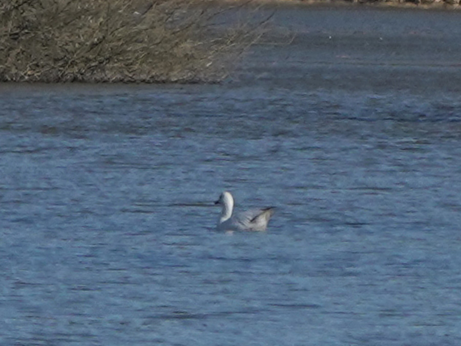 husa snezni na vode birdwatching