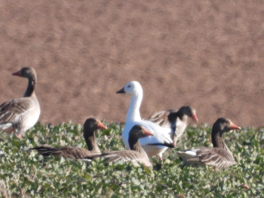 husa snezní v hejnu birdwatching.cz