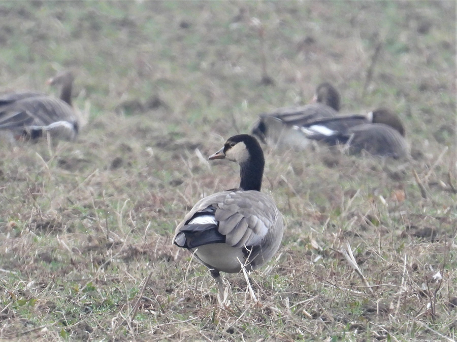 hybrid berneška běločela birdwatching 2022