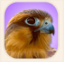 ibird pro