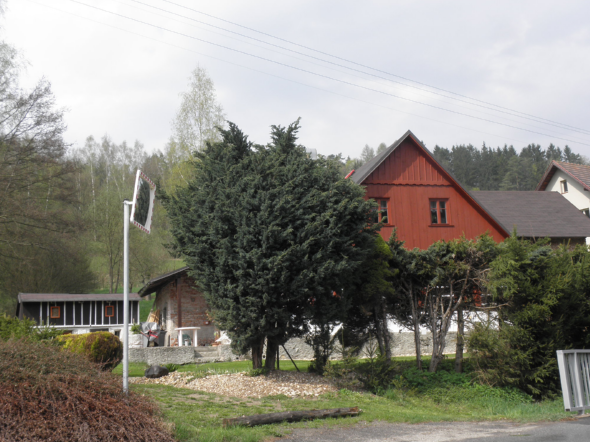 jalovec viržinský Juniperus virginiana