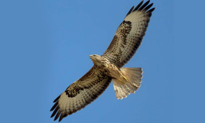 10. Juvenile Steppe Buzzard