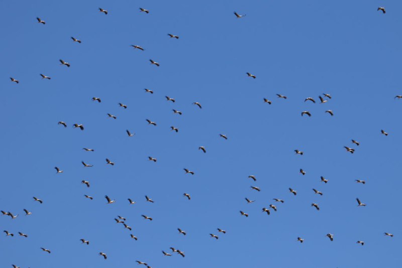 Whitestork Lebanon Fouad Itani 1 1024x683