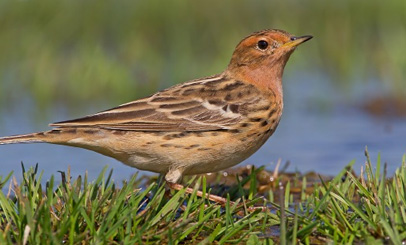 birdwatcher linduska rudokrka