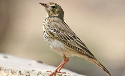 birdwatching linduska lesni