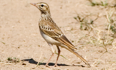 birdwatching linduska uhorni