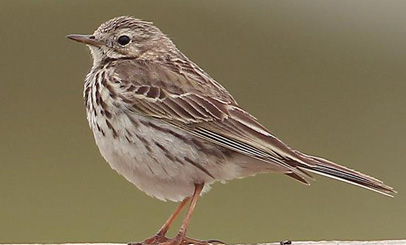 birdwatching linduska lucni